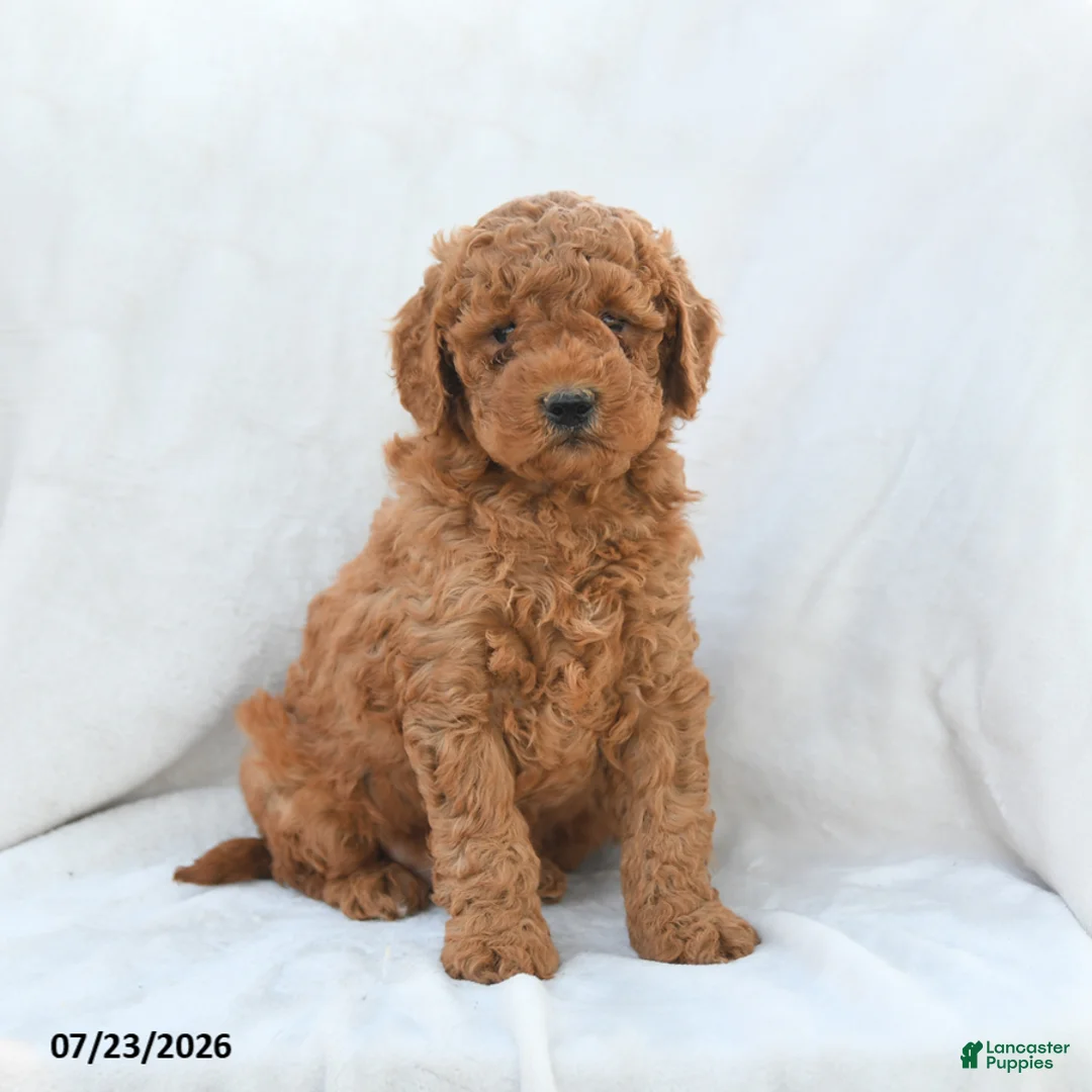 Mini Goldendoodle dogs for sale: Precious - Ad 1