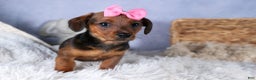 Miniature Dachshund dogs for sale: Jenny - Ad 10