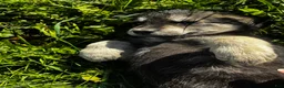 Huskipoo dogs for sale: Rocket - Ad 5