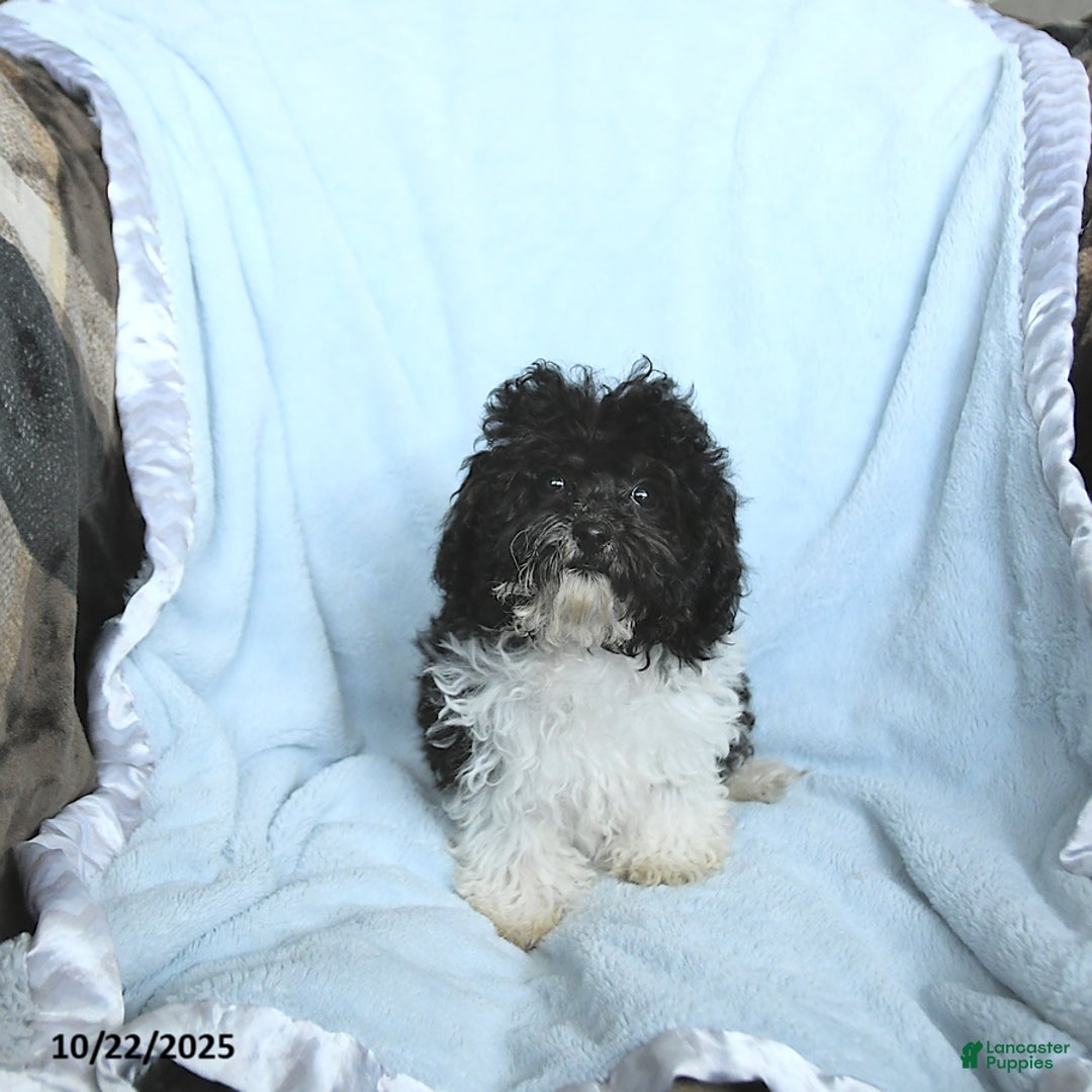Toy Poodle dogs for sale: Kody - Ad 11