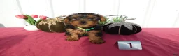 Yorkshire Terrier dogs for sale: Yorkshire Terrier 1 Oscar - Ad 2