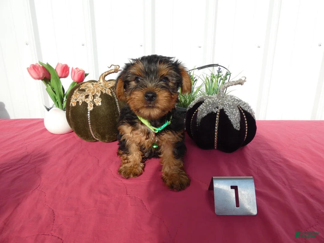 Yorkshire Terrier dogs for sale: Yorkshire Terrier 1 Oscar - Ad 2
