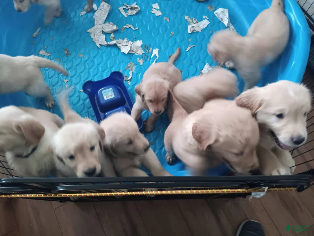 Golden Retriever dogs for sale: Squirt - Ad 11