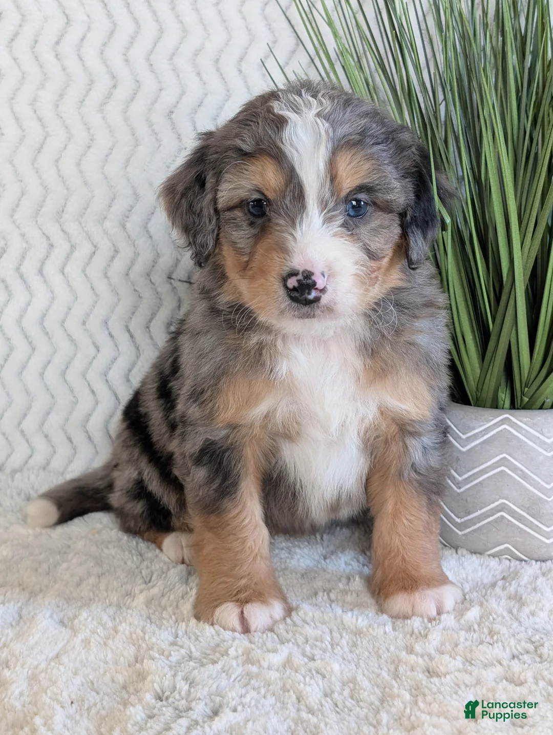 Mini Bernedoodle dogs for sale: Mini Niko  - Ad 12