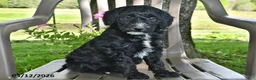 Goldendoodle dogs for sale: Millie - Ad 1