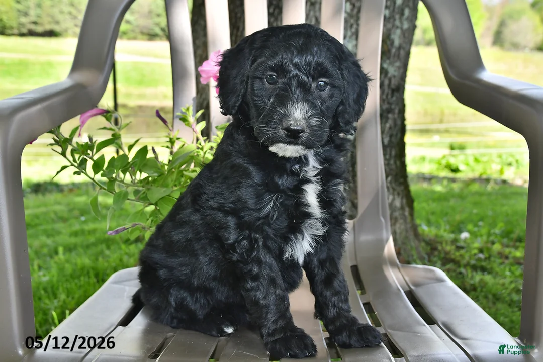 Goldendoodle dogs for sale: Millie - Ad 1
