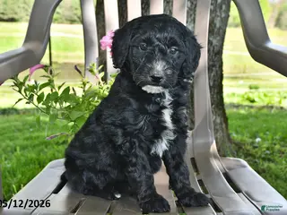 Goldendoodle dogs for sale: Millie - Ad 3
