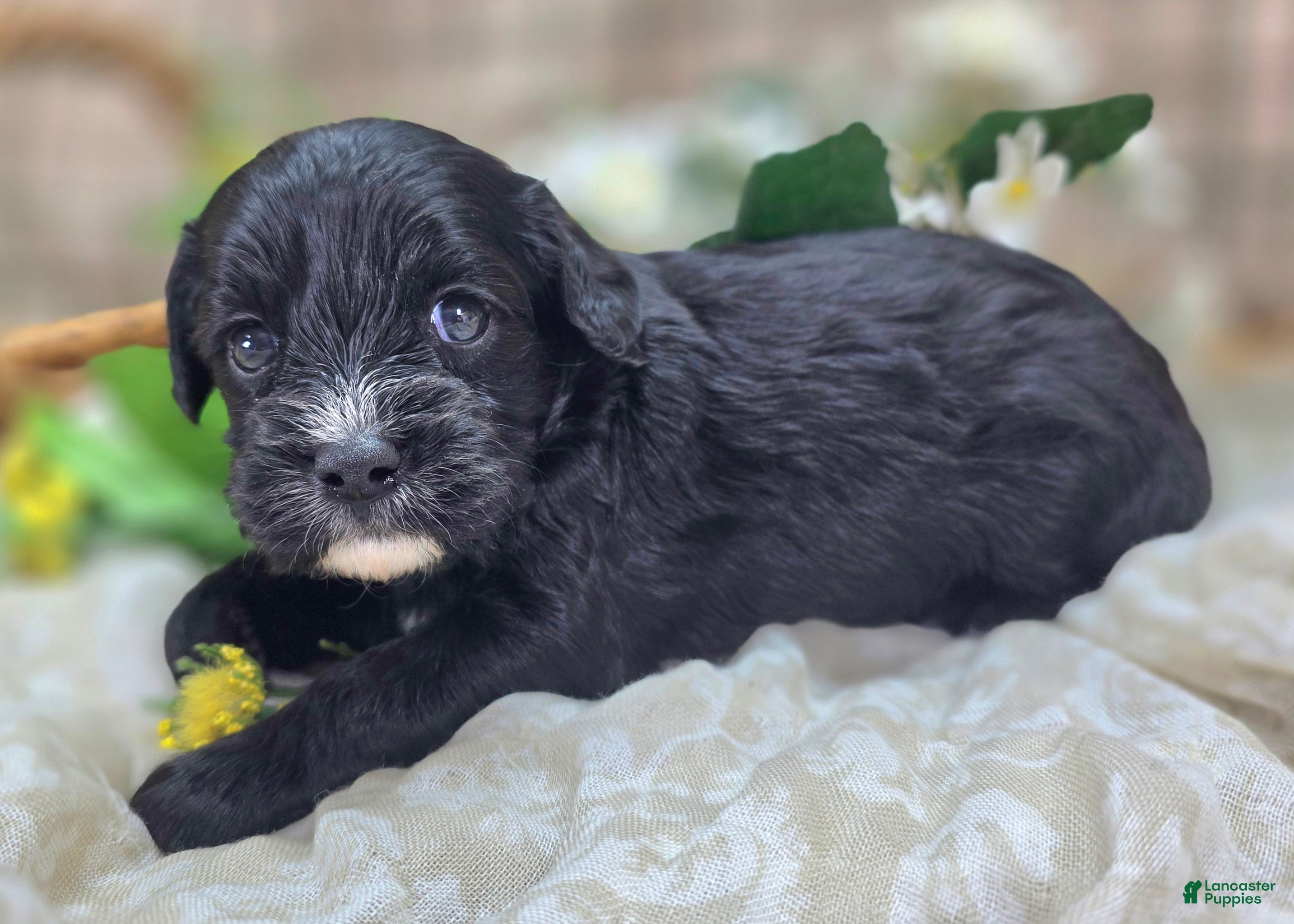Cavapoo dogs Delilah - Ad 29