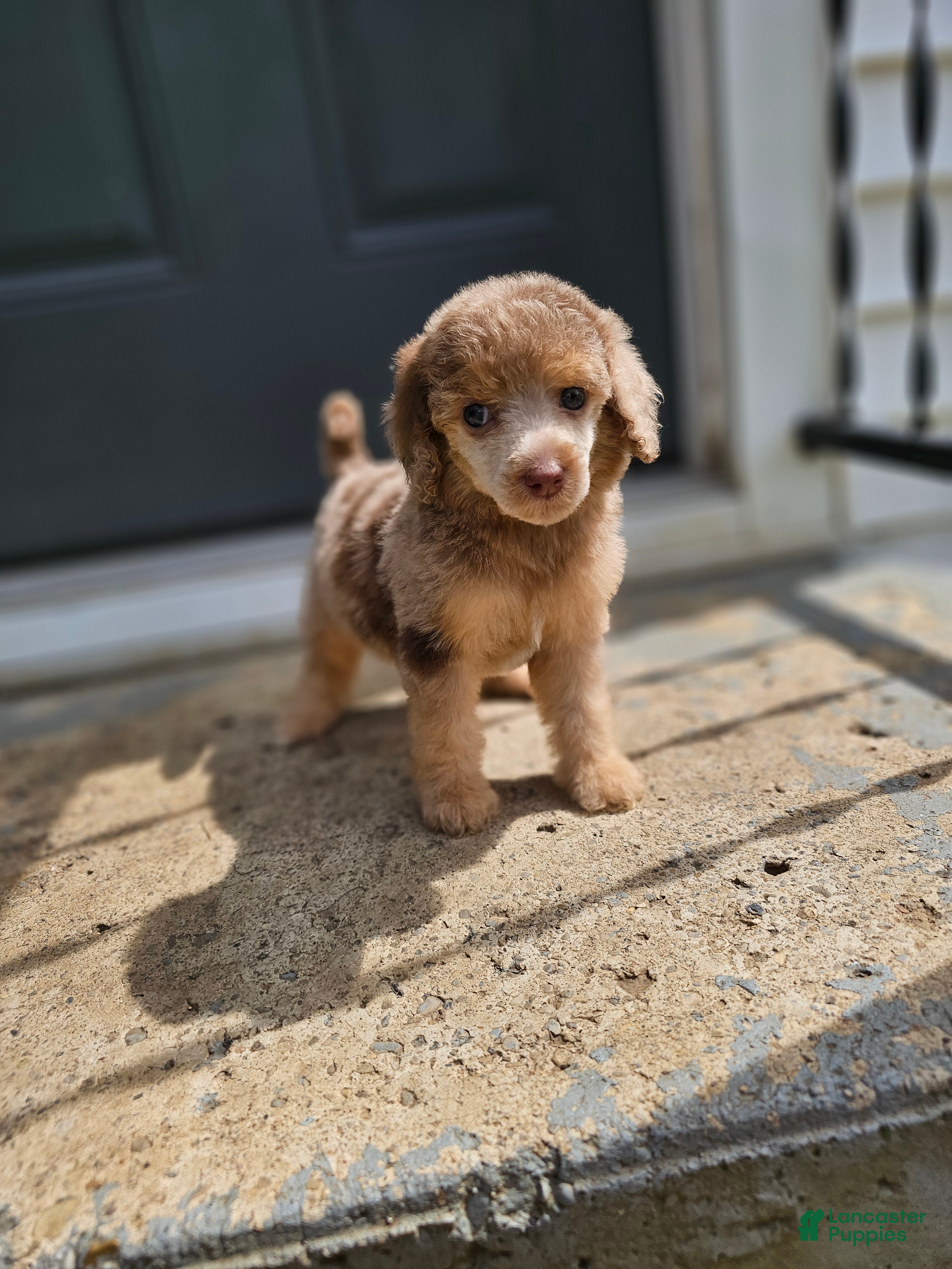 Standard Poodle dogs Princess Leia - Ad 42