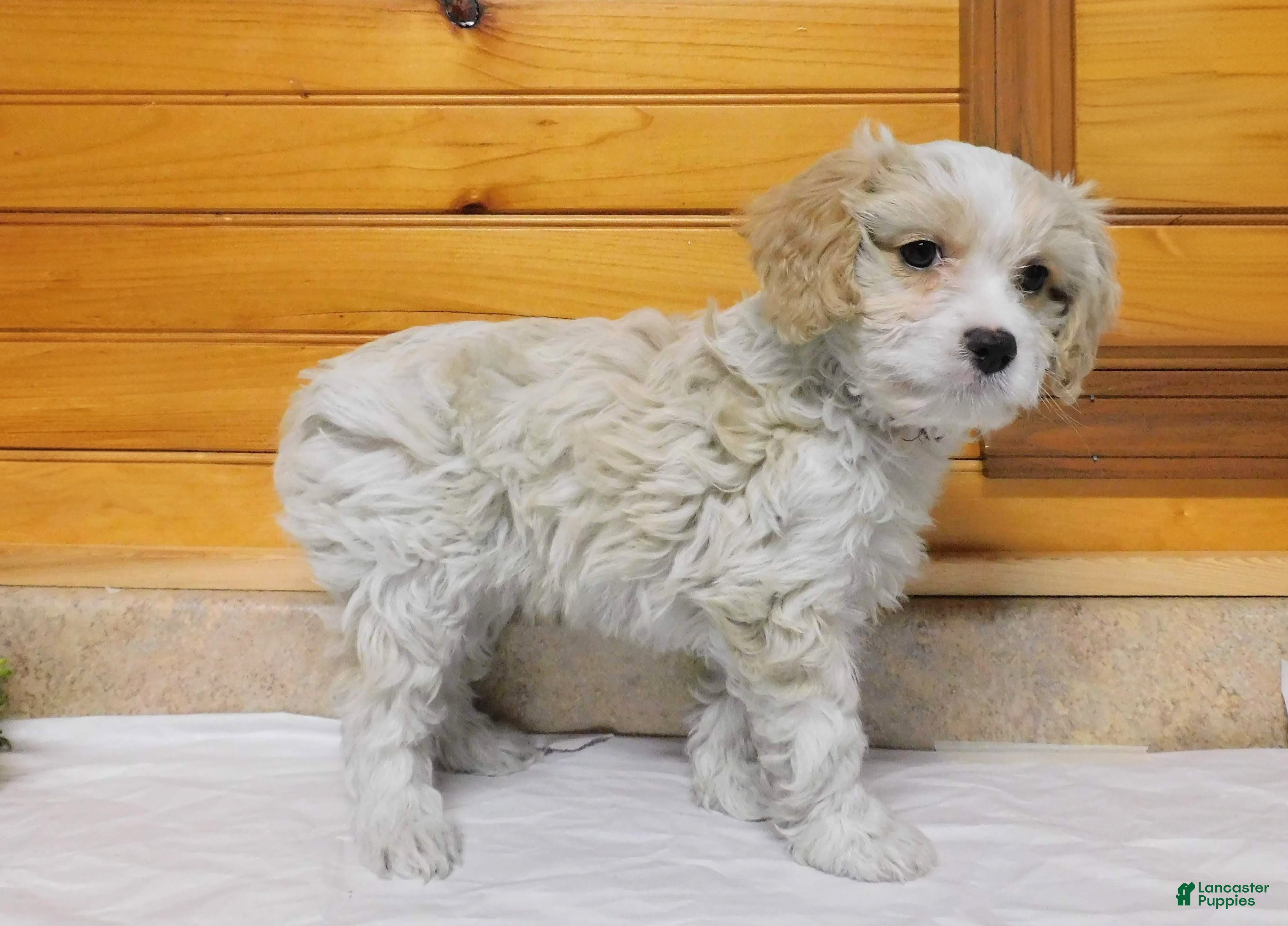Cavachon dogs Romo - Ad 2