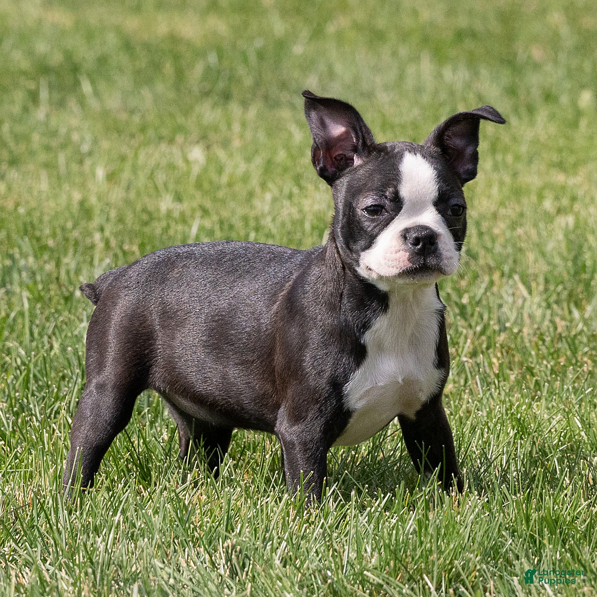 Boston Terrier dogs for sale: Jules Boston Terrier  - Ad 1