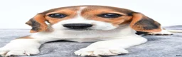 Beagle dogs for sale: Martha - Ad 6