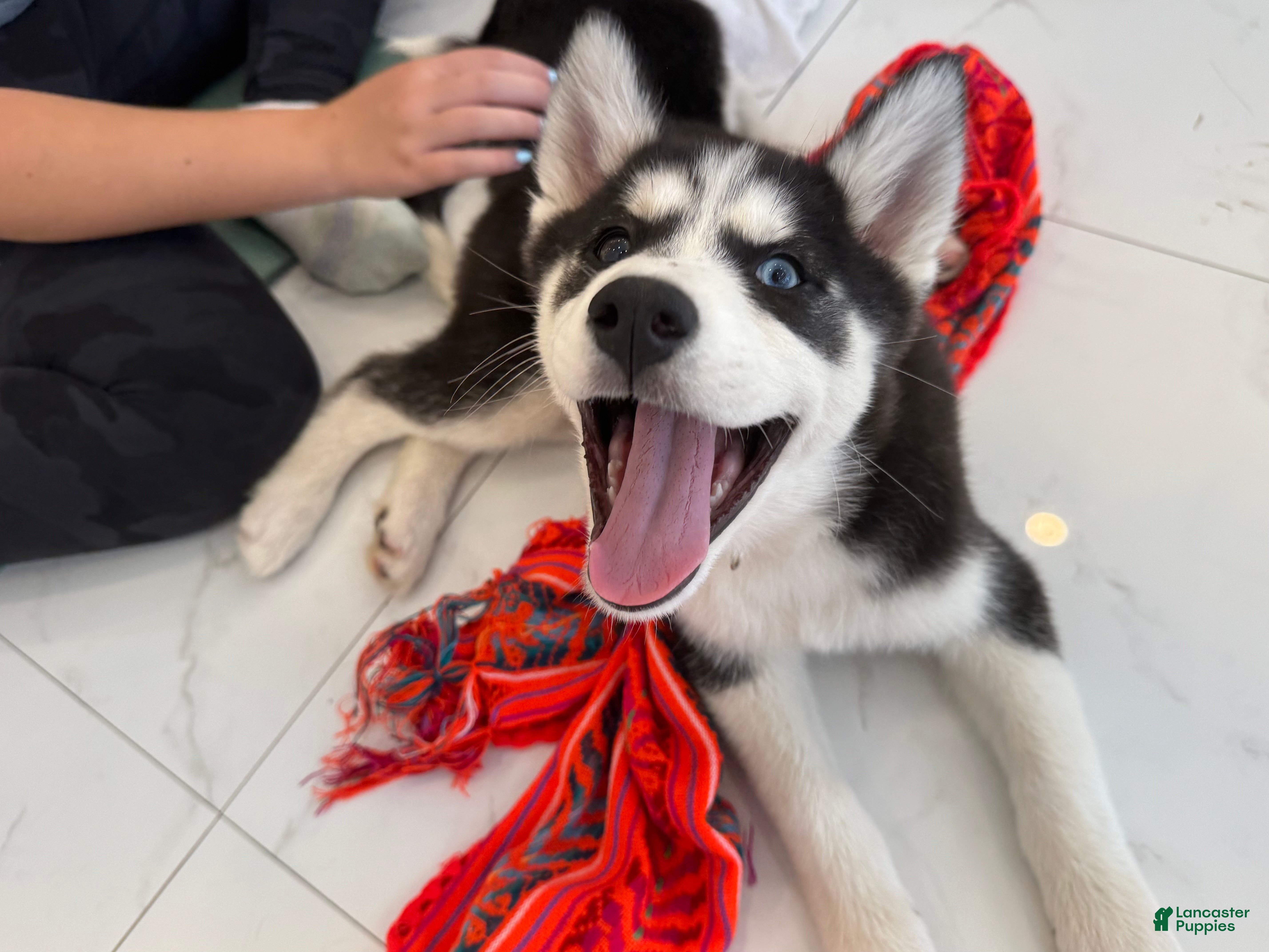 Siberian Husky dogs Princess - Ad 25