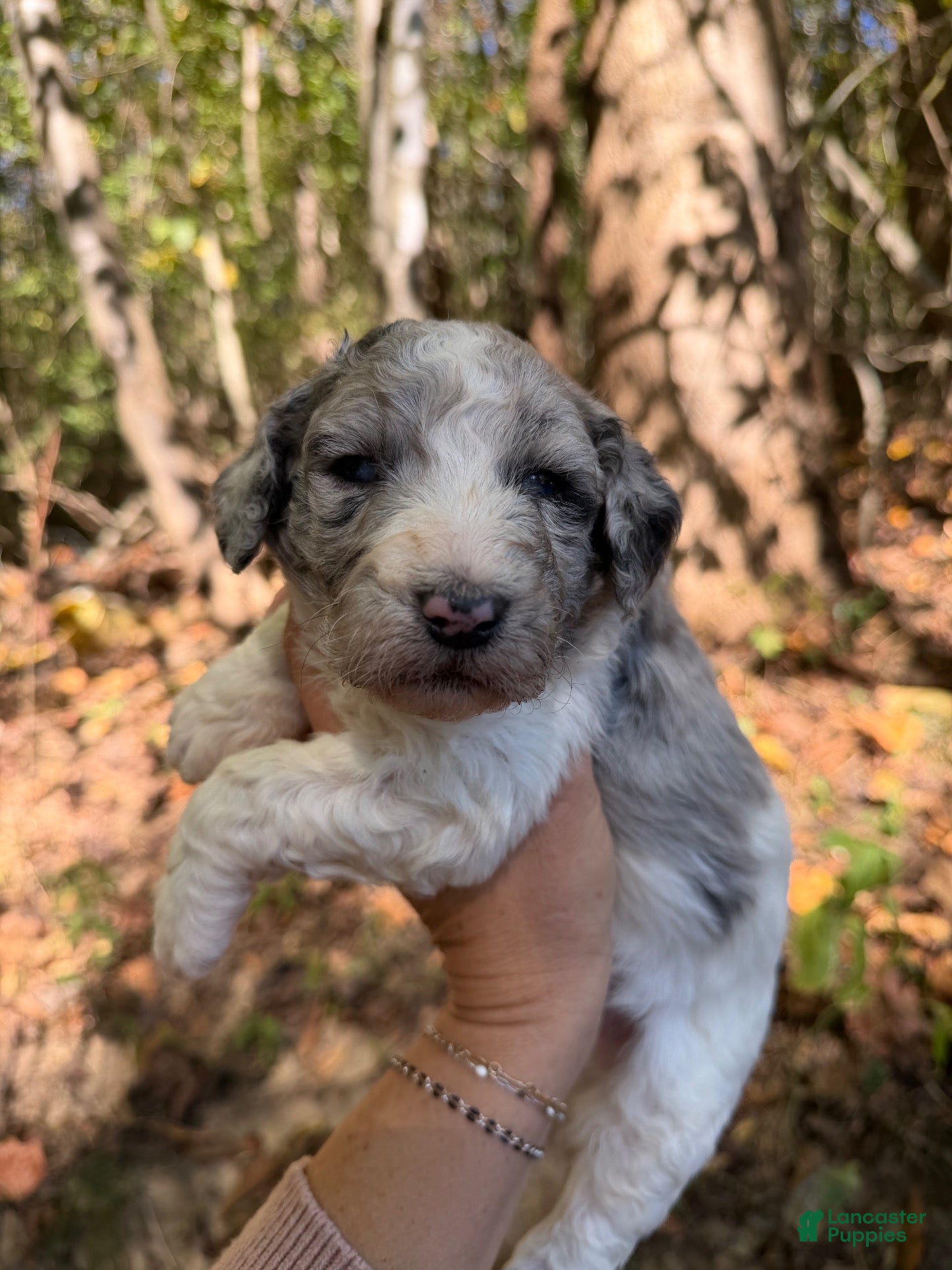 Aussiedoodle dogs for sale: Aussiedoodle 2 - Ad 33