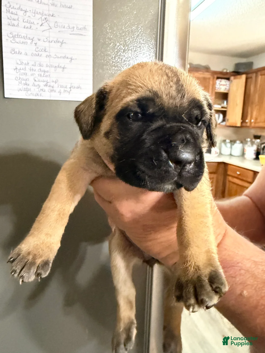 Cane Corso dogs for sale: BELLA - Ad 1