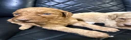 Standard Poodle dogs for sale: Standard Poodle 3 - Ad 4