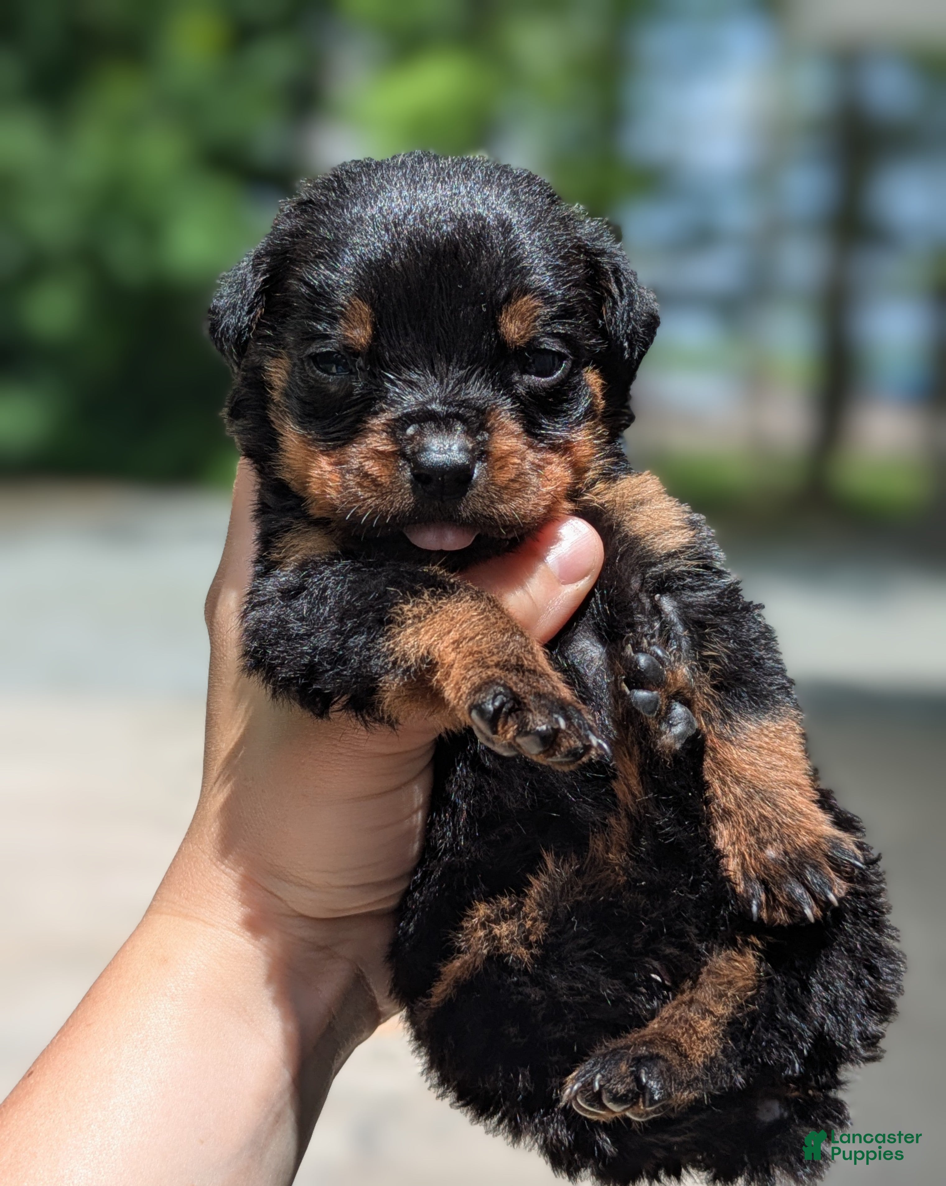 Rottweiler dogs Tunderbird - Ad 1