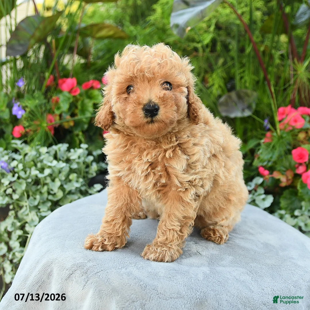 Toy Poodle dogs for sale: Palina - Ad 2