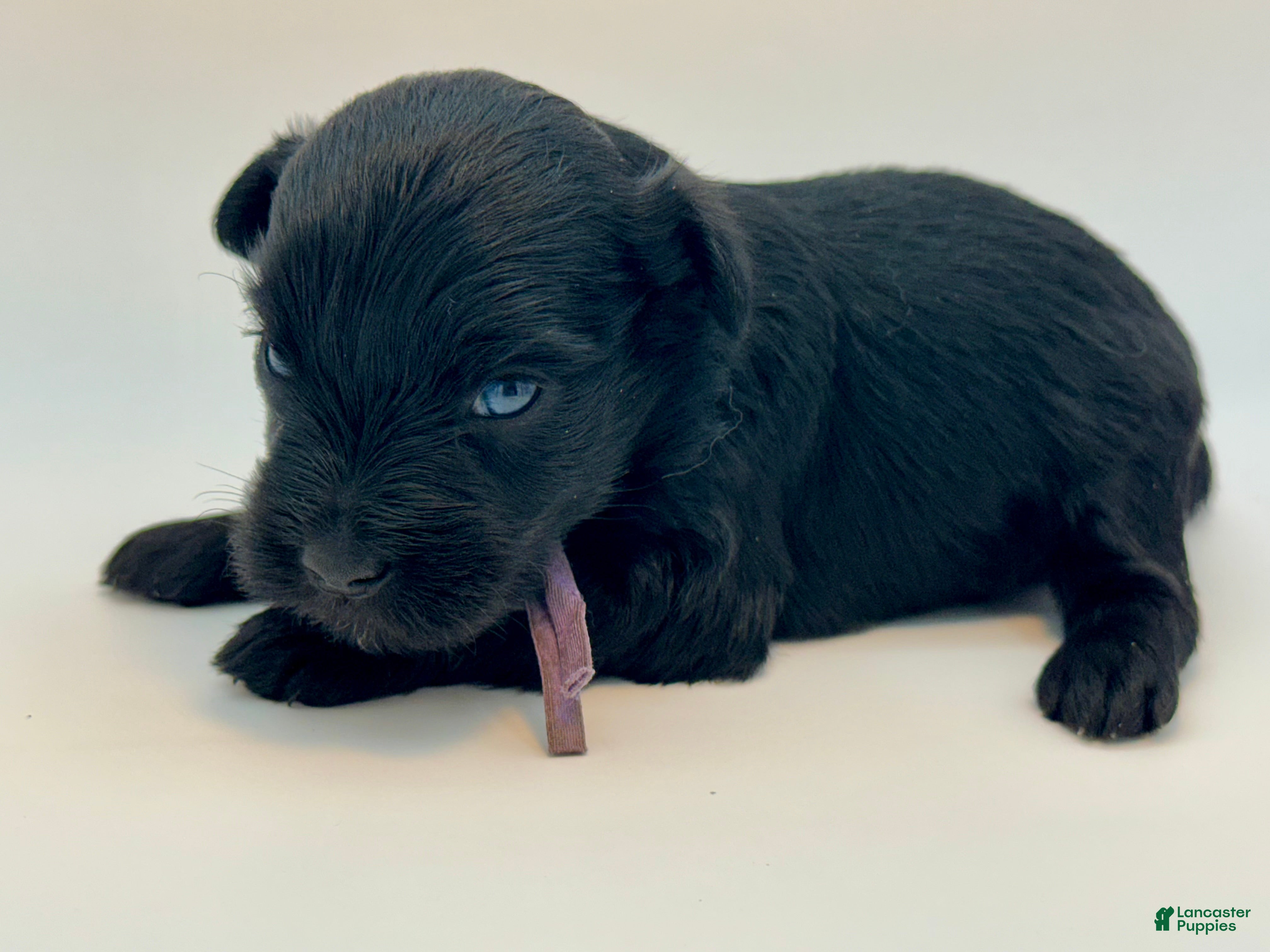 Miniature Schnauzer dogs Misty - Ad 1