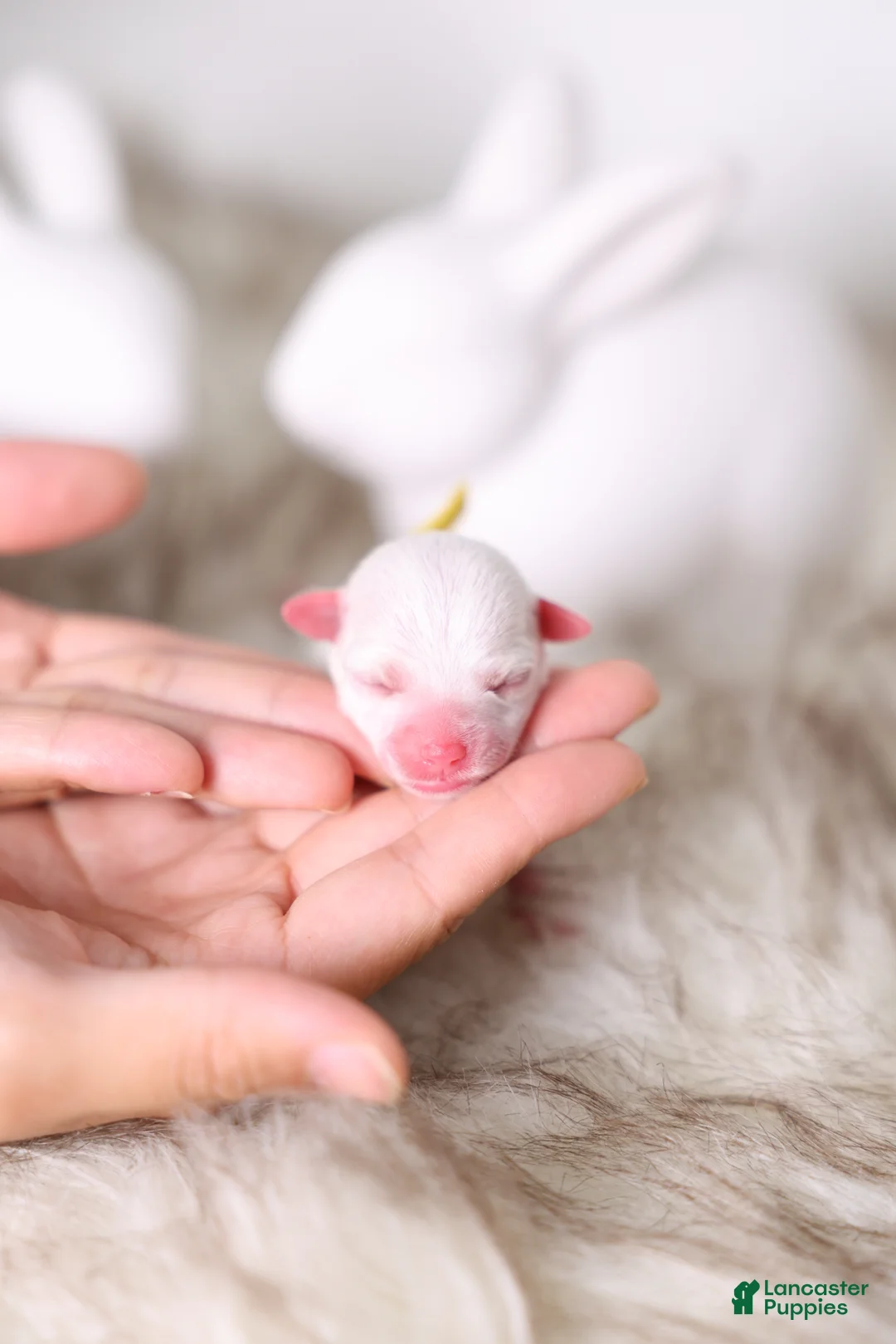 Maltipoo dogs for sale: Yellow Lady - Ad 2