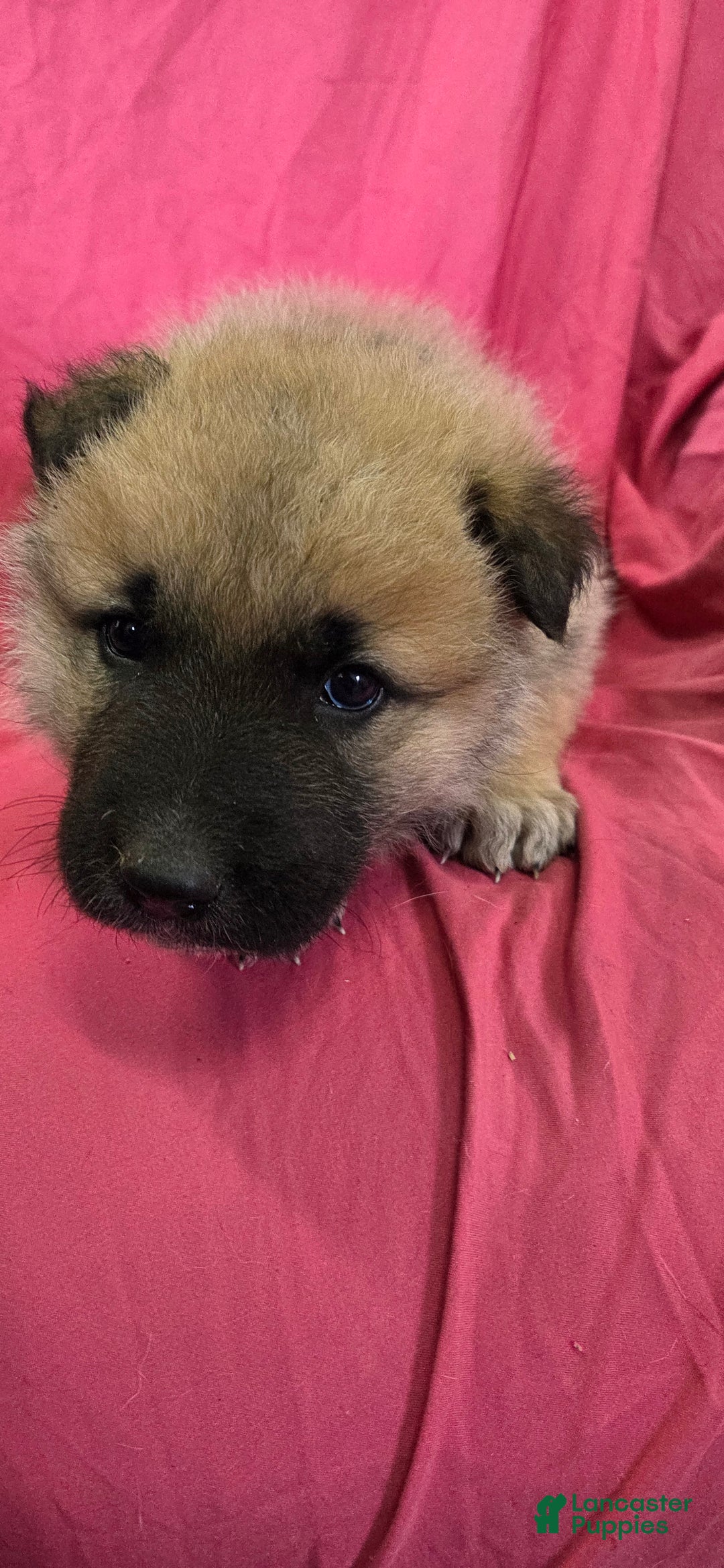 Mixed Breed dogs for sale: JC - Ad 2