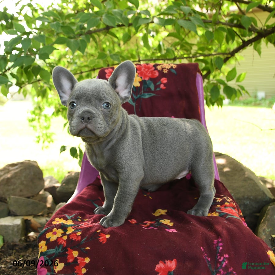 French Bulldog dogs Fifi - Ad 2