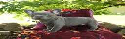 French Bulldog dogs for sale: Fifi - Ad 2