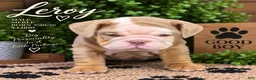 English Bulldog dogs for sale: Leroy - Ad 4