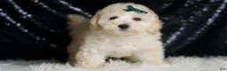 Maltipoo dogs for sale: Mochi - Ad 3