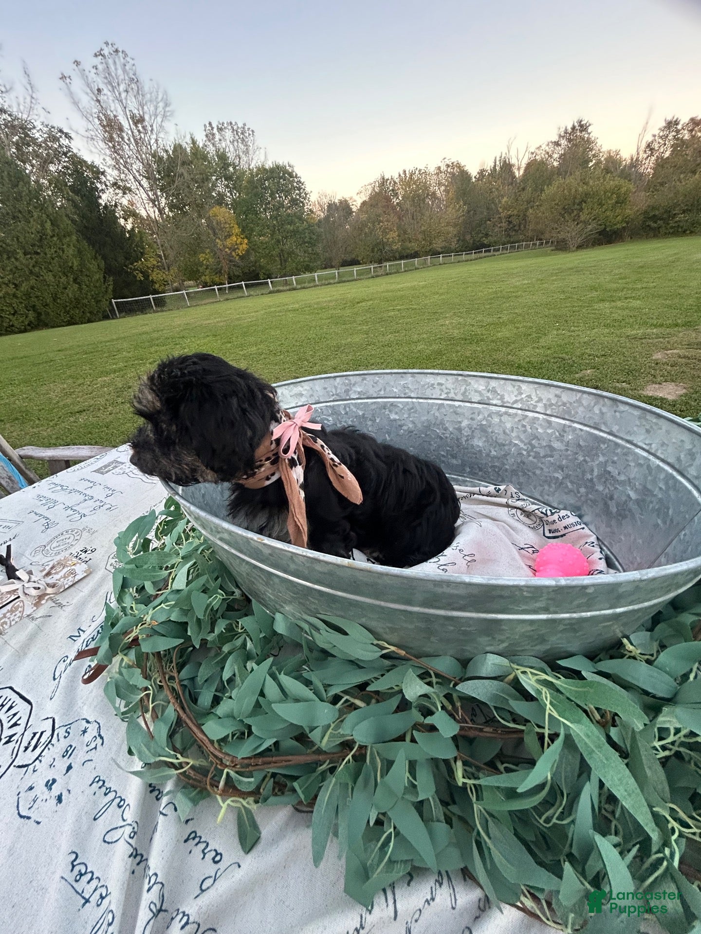 Mixed Breed dogs Reba - Ad 1
