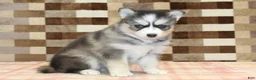 Pomsky dogs for sale: Willow - Ad 4
