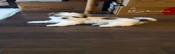 Shih Tzu dogs for sale: Oreo - Ad 2