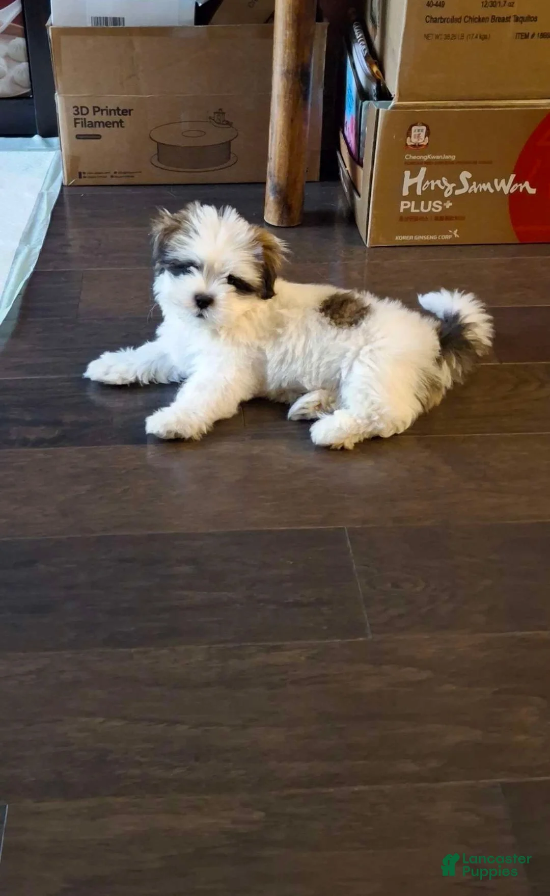 Shih Tzu dogs for sale: Oreo - Ad 2