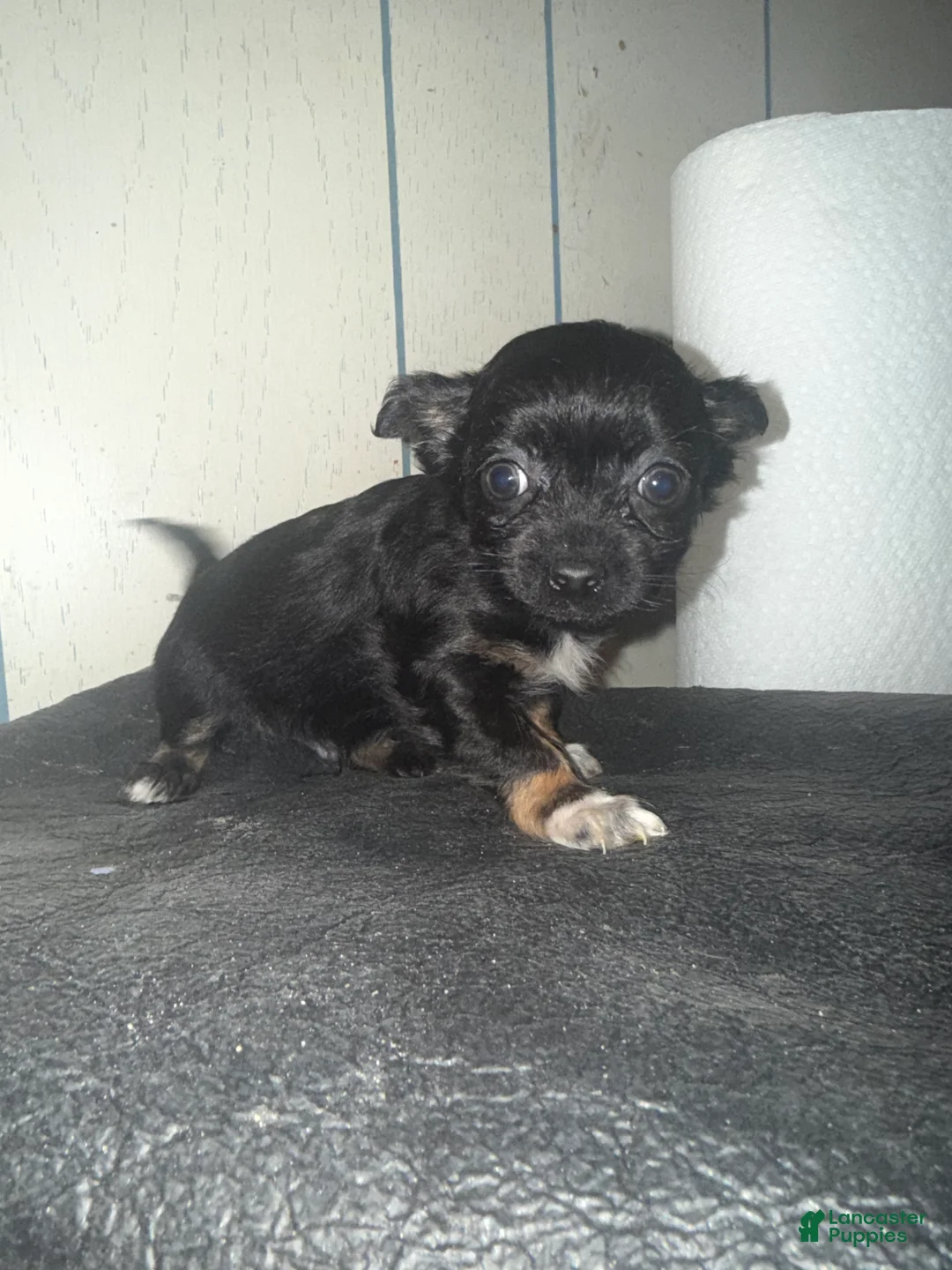 Chiweenie dogs for sale: Chiweenie Puppy 2 - Ad 3