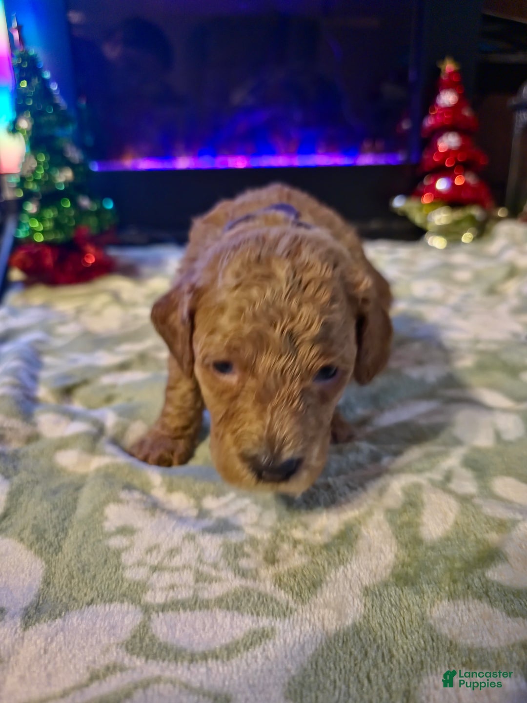 Mini Goldendoodle dogs for sale: Bella - Ad 15