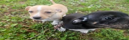 Chiweenie dogs for sale: Chiweenie Puppy 1 - Ad 4
