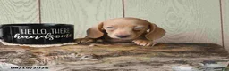 Miniature Dachshund dogs for sale: Rex - Ad 13