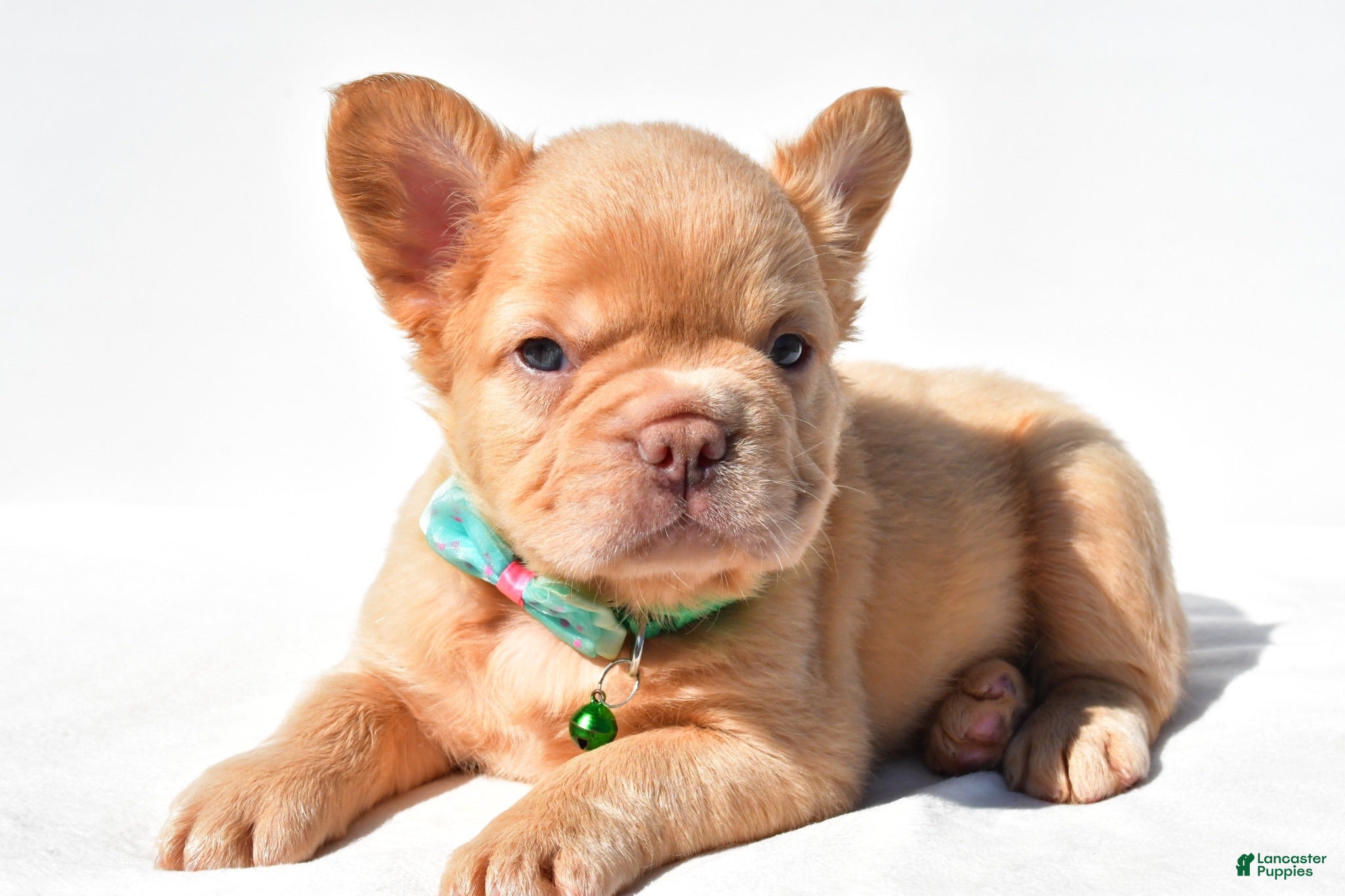 French Bulldog dogs Phoenix  - Ad 2