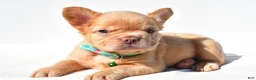 French Bulldog dogs for sale: Phoenix  - Ad 2