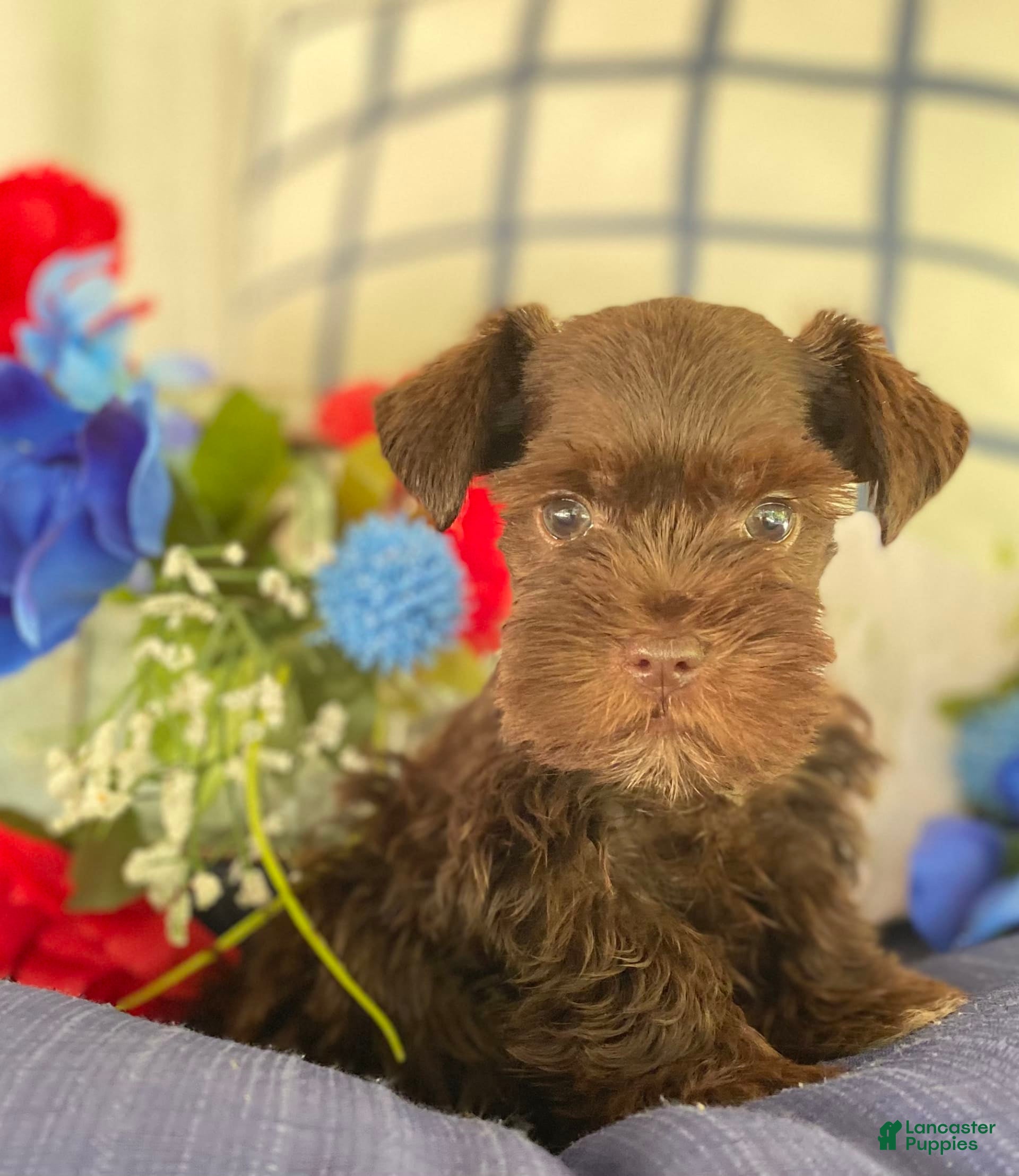 South Africa Reputable Miniature Schnauzer Breeders Dog