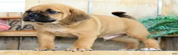 Puggle dogs for sale: Benny - Ad 4