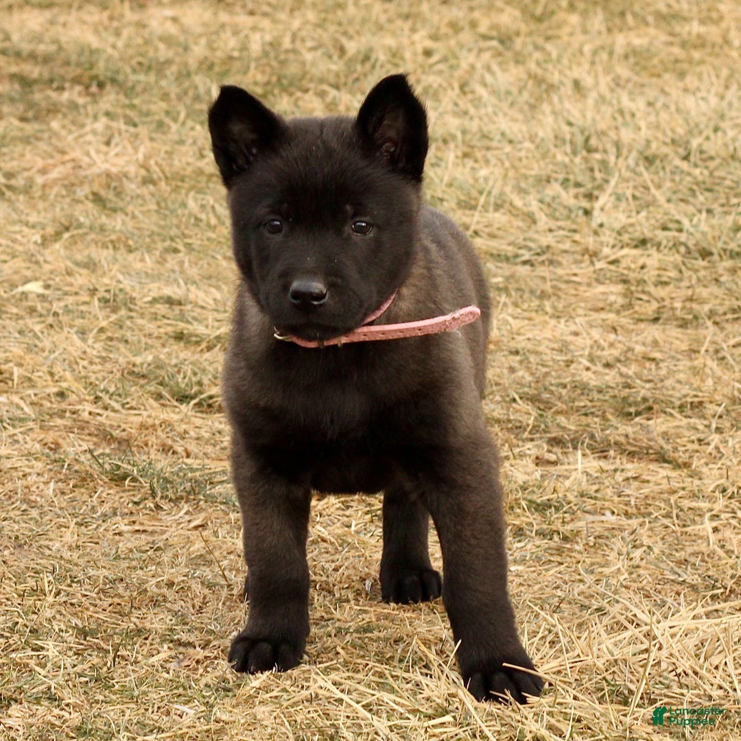 Belgian Malinois dogs for sale: Alyssa  - Ad 2