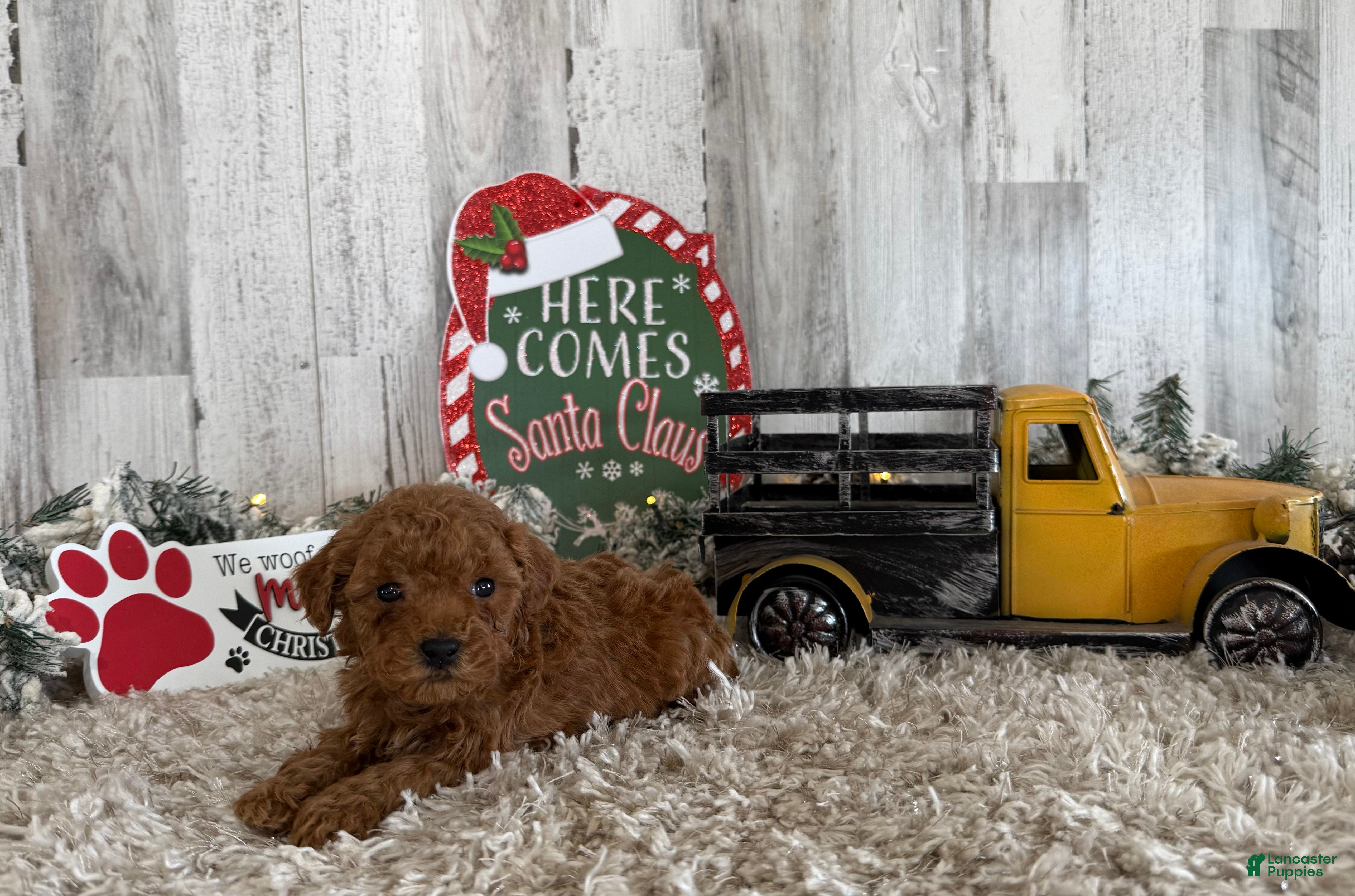 Toy Poodle dogs Tucker - Ad 38