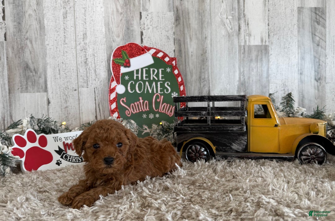 Toy Poodle dogs for sale: Tucker - Ad 1