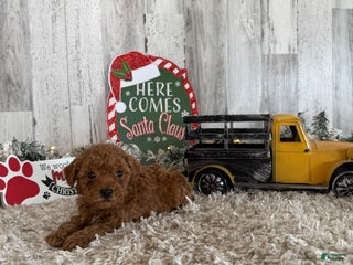 Toy Poodle dogs Tucker - Ad 38