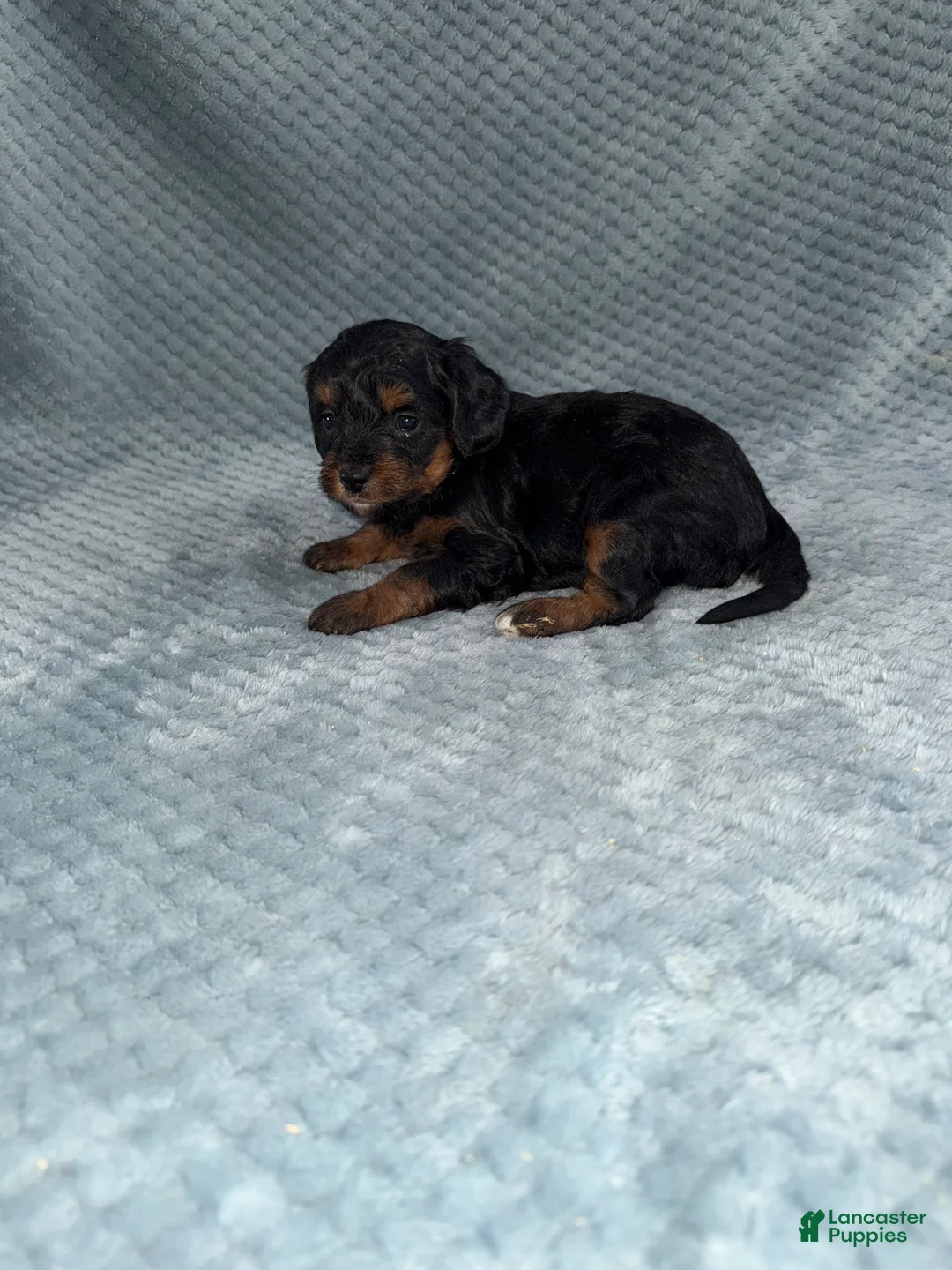 Cavapoo dogs for sale: Cavapoo Puppy 7 - Ad 9
