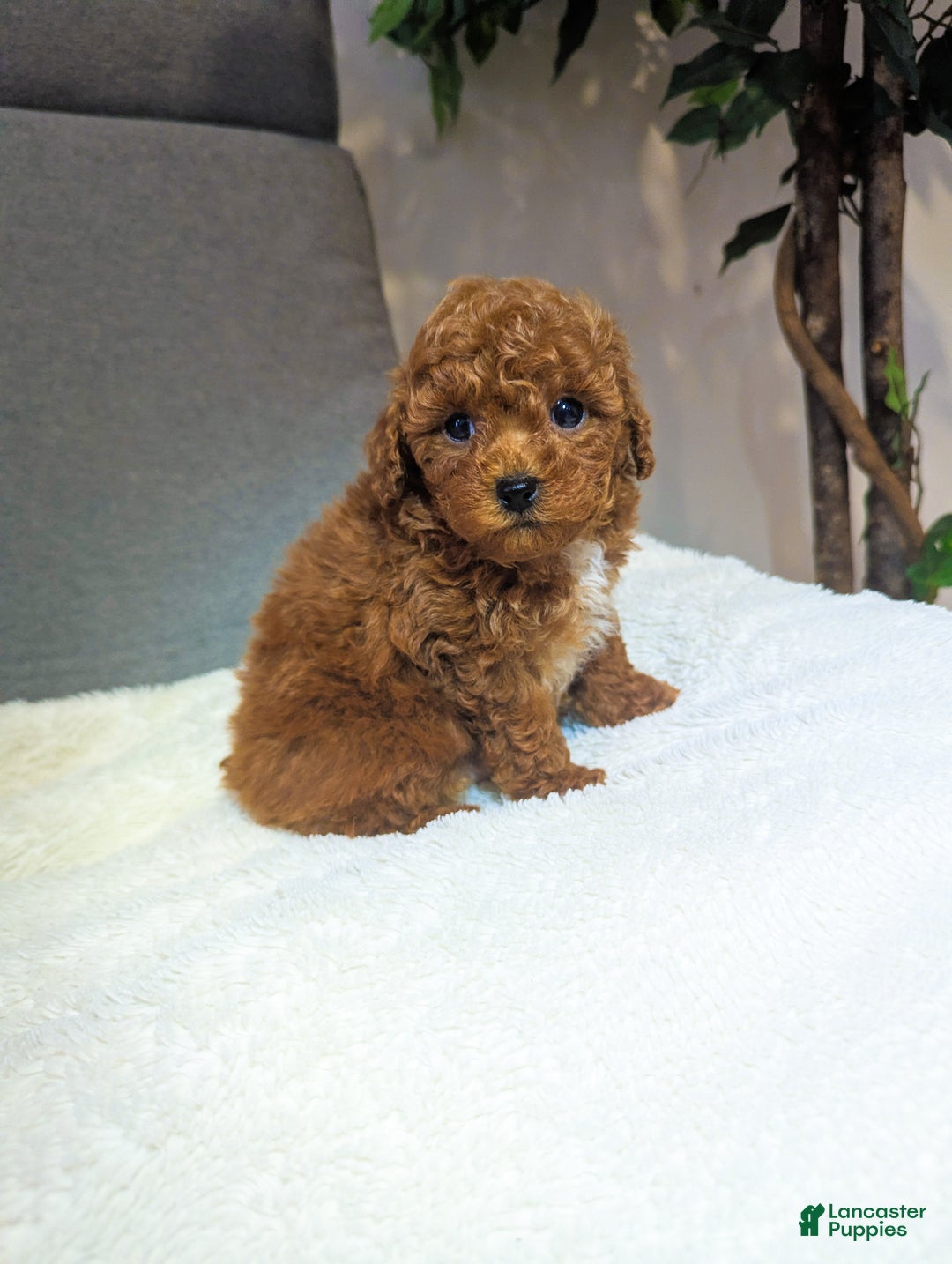 Toy Poodle dogs for sale: Gabe - Ad 5