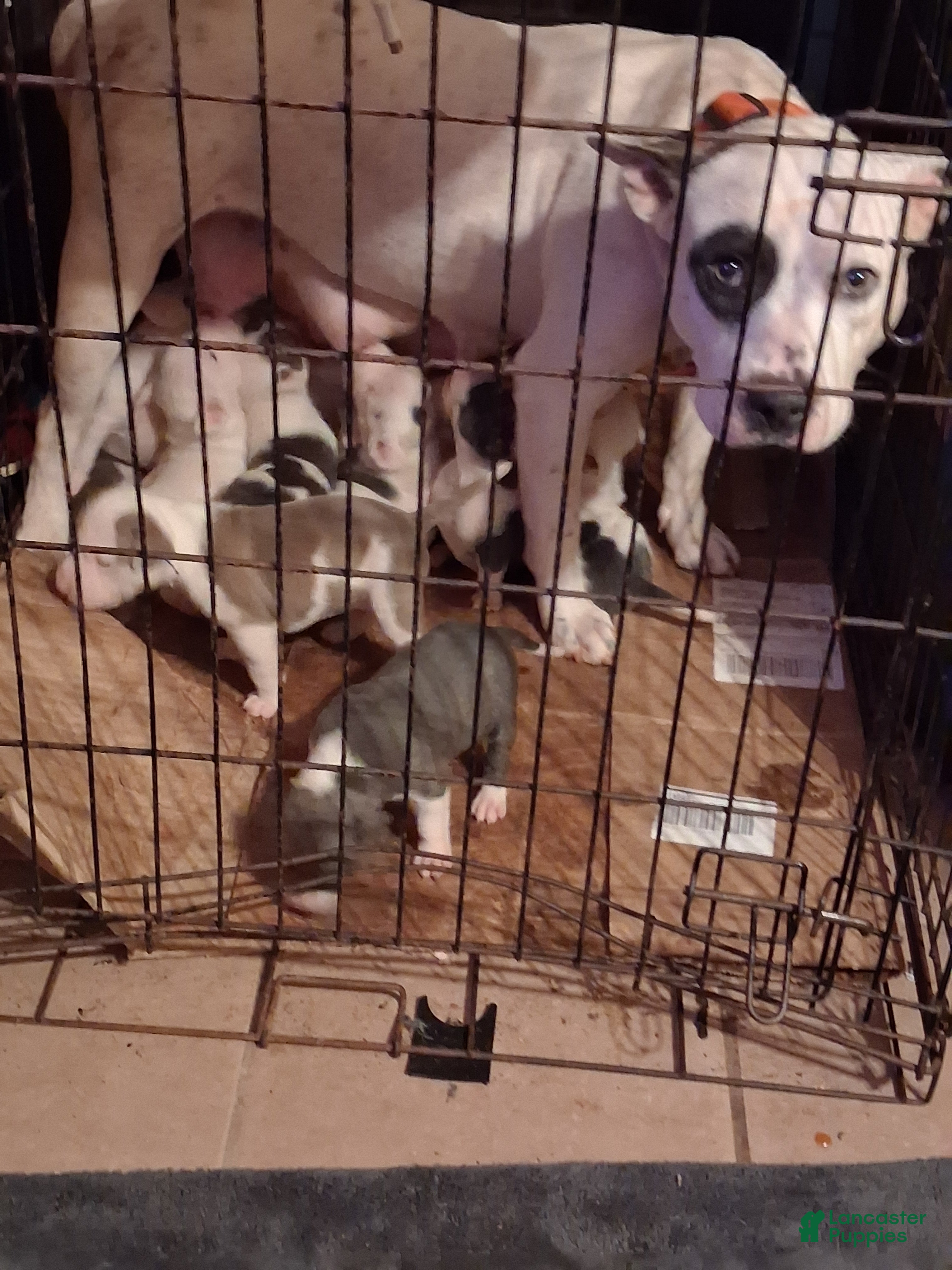 American Pit Bull Terrier dogs American Pit Bull Terrier 9 - Ad 32