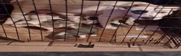 American Pit Bull Terrier dogs for sale: American Pit Bull Terrier 9 - Ad 1