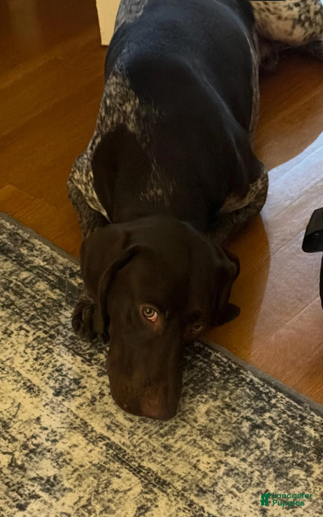 German Shorthaired Pointer dogs for sale: Drake - Ad 2